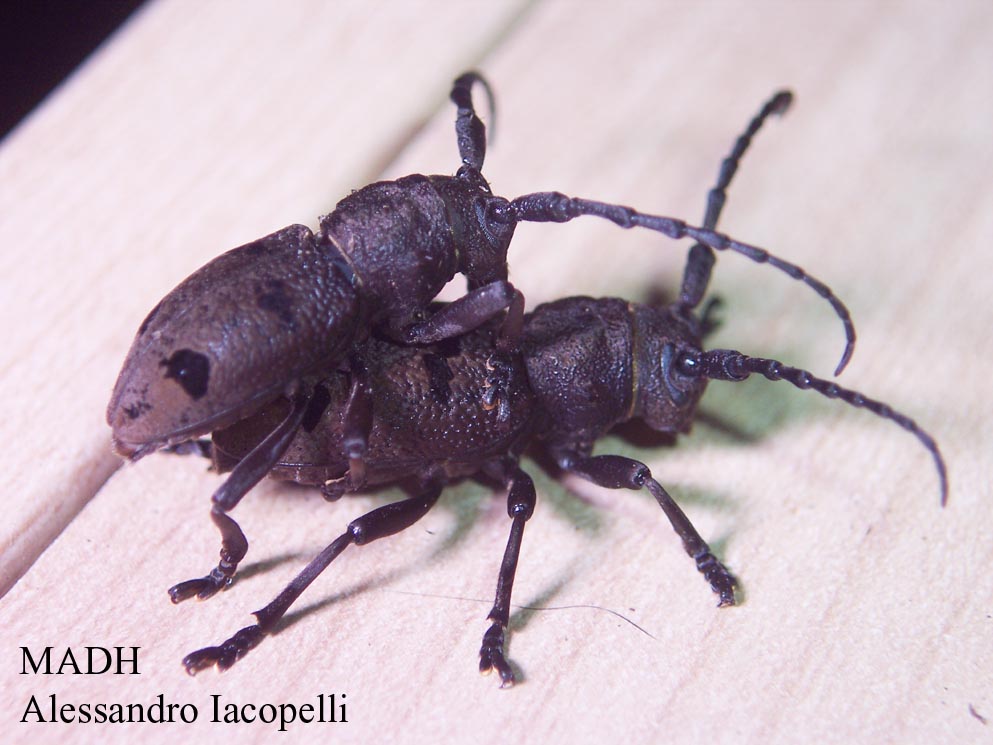 Accoppiamento di Cerambycidae - Herophila tristis